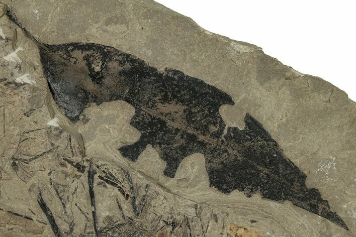 Detailed Fossil Leaf (Allophylus) - Insect Predation! #325573